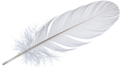 Delicate white feather with fluffy barbs, isolated on transparent background © studiox