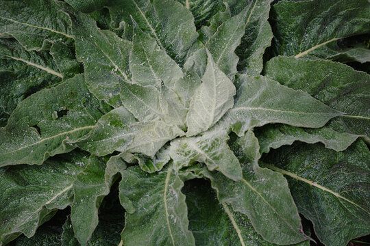 Top-down view of a Great Mullein plant rosette with silver-green felted leaves and water droplets in a garden