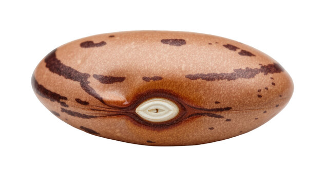 Single pinto bean with brown stripes and eye, isolated on transparent background