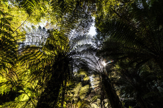 Dense tree fern canopy filtering sunlight on the Fern Gully Track Tarra-Bulga National Park Australia.