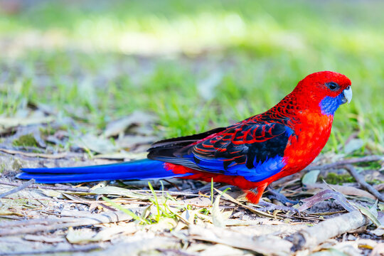 Crimson Rosella parrot perched on leaf litter in Tarra Bulga National Park Victoria Australia