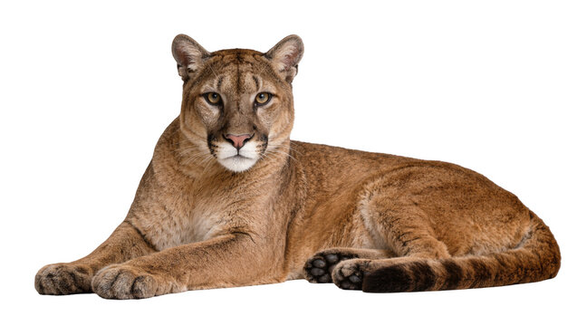 Majestic cougar lying down resting calmly, isolated on transparent background
