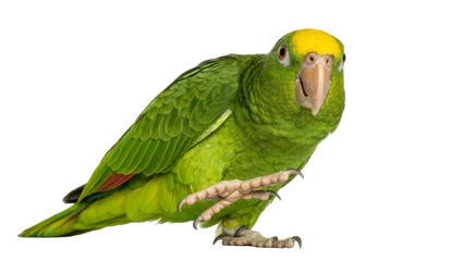 Green parrot with yellow head standing on one leg, isolated on transparent background © studiox
