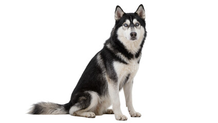 Siberian Husky dog with striking blue eyes sitting attentively, isolated on transparent background © studiox
