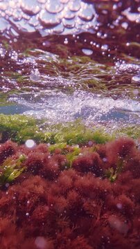 Vibrant green sea laver Ulva and bushy red hornweed waving in strong tidal flow over coastal rock, seaweed reflecting on water surface, bright sunshine spangling on air bubbles. Underwater landscape