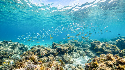 Fototapeta premium Peces nadando en aguas cristalinas y turquesas del mar Mediterráneo sobre un fondo marino rocoso con suaves reflejos en la superficie.