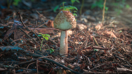 mushroom in the forest © frank1crayon