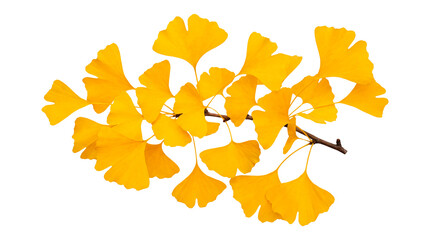 Golden Ginkgo Biloba Branch with Yellow Autumn Leaves Isolated on Transparent Background Botanical Fall Foliage Cutout © Lazim