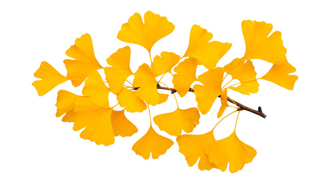 Golden Ginkgo Biloba Branch with Yellow Autumn Leaves Isolated on Transparent Background Botanical Fall Foliage Cutout
