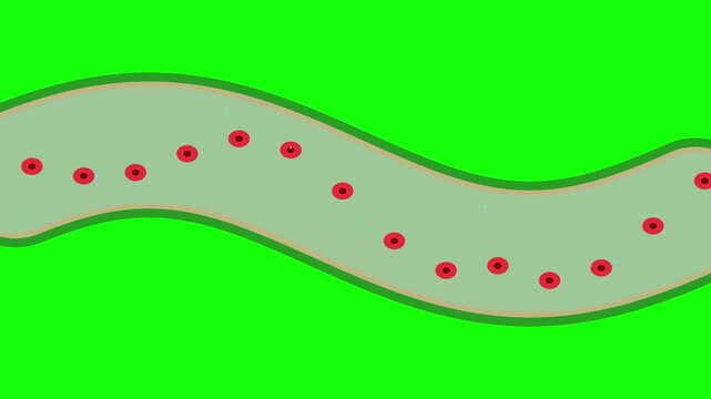 Red blood cell animation icon flowing on green path