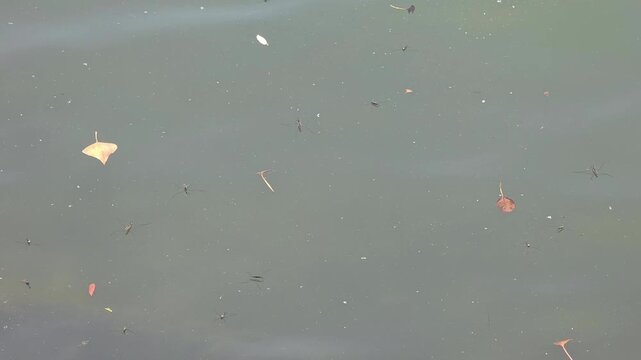 Close Up of Water Strider Pond Skater on Water Surface