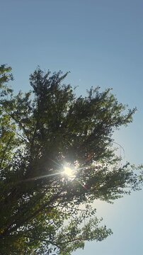 Sunlight Shining Through Green Tree Leaves Against Blue Sky