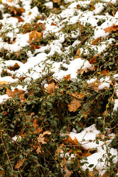 Green groundcover plants with autumn leaves covered by first snow