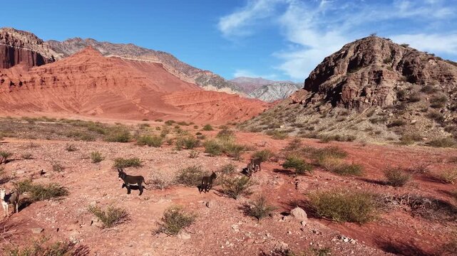 Wild donkeys grazing in scenic red rock desert landscape of northern argentina, quebrada de las conchas valley nature scenery
