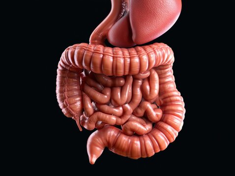 Ultra realistic human digestive system model featuring anatomically accurate esophagus, stomach, liver, gallbladder, pancreas, small intestine, large intestine, and rectum in a dark background