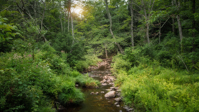 stream in the forest