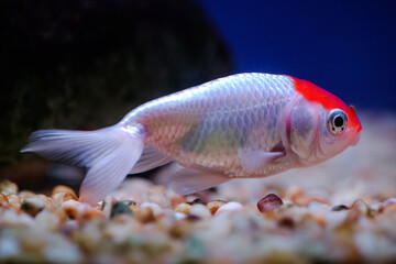 Possibly a red-crowned crane and gold elements: silver-white scales with bright red patches, close-up of an ornamental fish swimming at the bottom © Yf