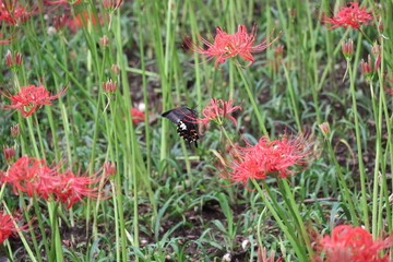A swallowtail butterfly sipping nectar from a red spider lily © Mt. Cape
