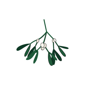 Christmas mistletoe branch vector isolated on white background