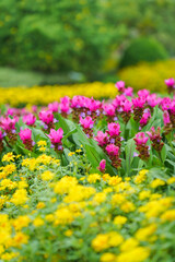 Obraz premium Siam Tulip Curcuma alismatifolia, Patumma Pink Flower at Royal Park Rajapruek, Flower Field Botanical Garden in Chiang Mai, Thailand
