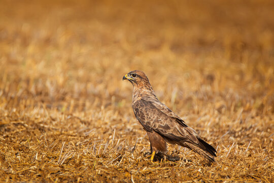 M&auml;usebussard auf Baum ( Buteo buteo )