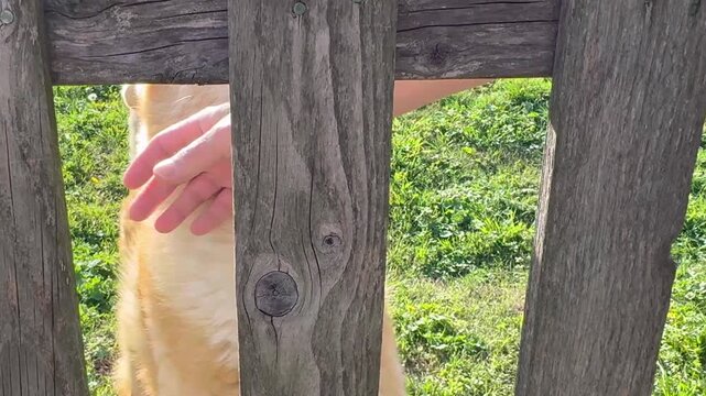 A golden retriever running excitedly down a grassy backyard hill toward a wooden fence. 