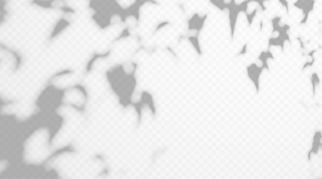 Shadow overlay from tree foliage on a transparent background.