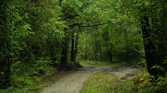 Winding Forest Road Beneath a Dense Green Tree Canopy