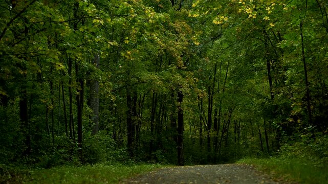 Shaded Forest Road Beneath Dense Green and Yellow Autumn Foliage