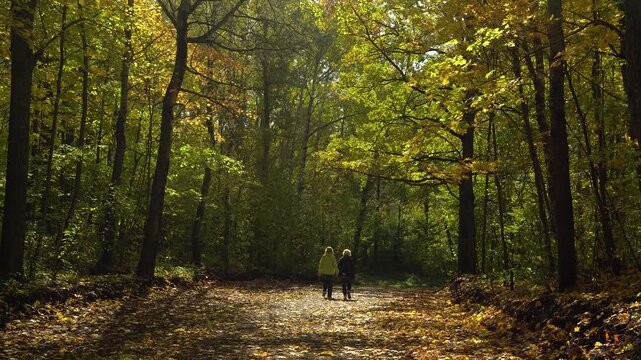 Two People Walking Along a Sunlit Autumn Forest Path
