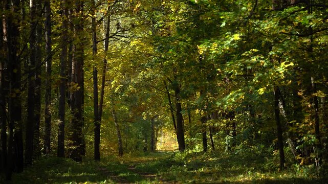 Shaded Autumn Forest Trail Leading Toward Sunlit Golden Foliage