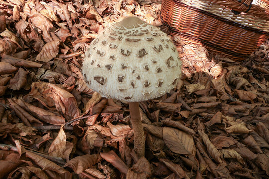 Parasol mushroom beside a wicker basket (Macrolepiota procera)