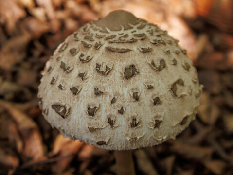 Parasol mushroom with scaly cap and brown umbo (Macrolepiota procera)