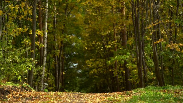 Low Angle View of an Autumn Forest Path Covered with Golden Leaves