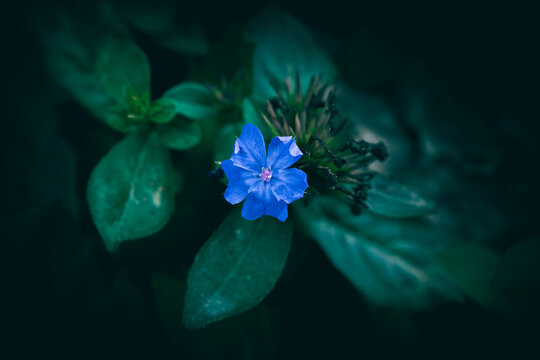 A close up of a Blue leadwood flower and green leaves in the background