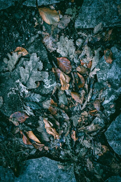 A close up of a stone forest path with dry autumn leaves