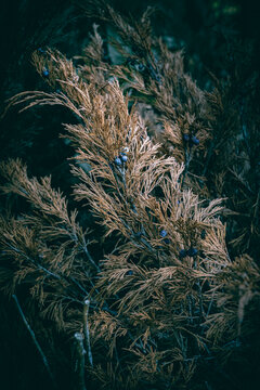 A close up of a dry juniper branch with blue berries