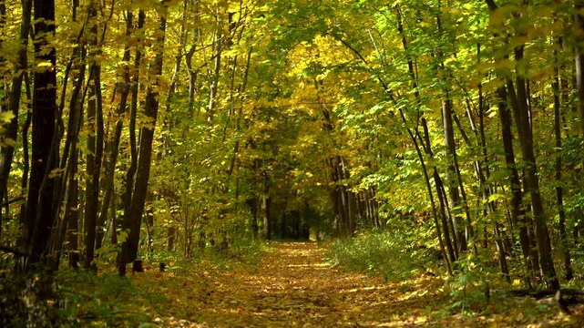 Sunlit Autumn Woodland Trail Carpeted with Golden Leaves