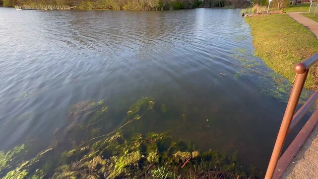 Clear lake water showing thick green moss and algae growing beneath the surface near the shore.