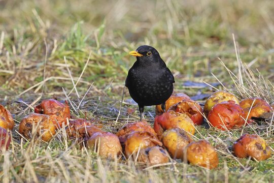 Blackbird (Turdus merula), male, perched amongst windfall apples in an orchard meadow, Wilnsdorf, North Rhine-Westphalia, Germany
