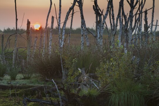 Moorland, Emsland, Lower Saxony, Germany