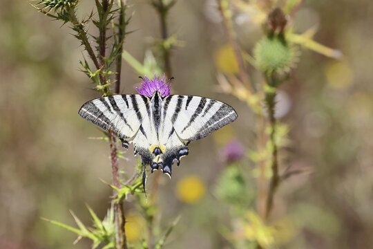 Sail butterfly (Iphiclides podalirius), on a flower of a thistle (Cirsium arvense), in a vineyard, close-up, Moselle valley, Cochem, Rhineland-Palatinate, Germany