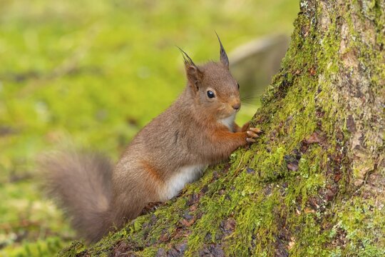 Red squirrel (Sciurus vulgaris) adult animal on a tree trunk, Yorkshire, England, United Kingdom