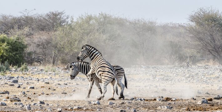 Two fighting Burchell's Zebras, (Equus quagga burchellii), Etosha National Park, Namibia