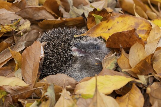 European hedgehog (Erinaceus europaeus) adult animal resting on autumn colour leaves in a garden during hibernation, England, United Kingdom