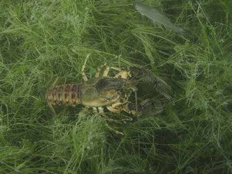 A mud crayfish (Faxonius limosus), American crayfish, an invasive species, amongst aquatic plants, at the Wildsau diving spot, Berlingen, Lake Constance, Switzerland, Germany