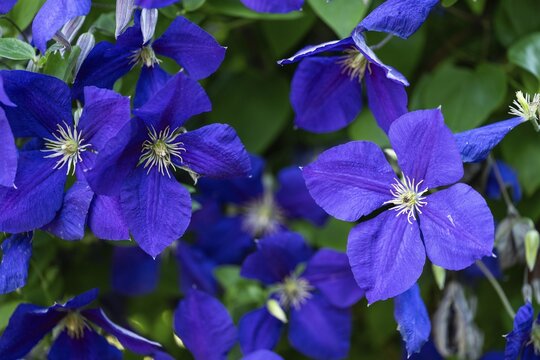 Purple clematis, family Ranunculaceae, Chelsea Physic Garden, historic botanical garden, the oldest botanical garden in London, founded in 1673 by the Worshipful Society of Apothecaries, Chelsea, England, United Kingdom