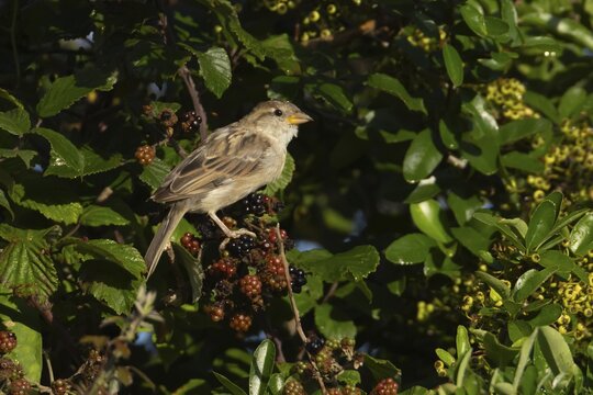 House sparrow (Passer domesticus) adult female bird on blackberries fruit on a bramble plant, England, United Kingdom