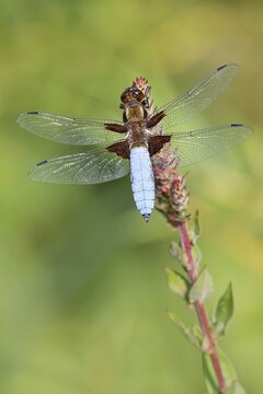 Flat belly (Libellula depressa), male, North Rhine-Westphalia, Germany