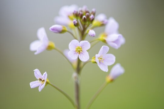 Cuckoo flower (Cardamine pratensis), wet meadow, plant, Ochsenmoor, H&uuml;de, Lower Saxony, Germany